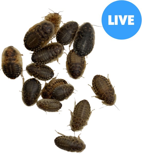 ABDragons Live Dubia Roaches Reptile, Bird, Fish & Small Pet Food, Large, 50 count slide 1 of 9