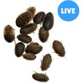 ABDragons Large Dubia Roaches Small Pet & Reptile Food, 50 count