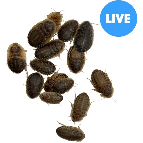 100 SMALL Dubia Roaches Blaptica Live Free Shipping 
