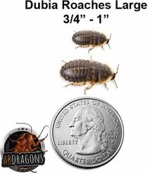ABDragons Live Dubia Roaches Reptile, Bird, Fish & Small Pet Food, Large, 100 count slide 2 of 9