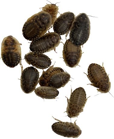 200 Extra Small about 3/8" Dubia Roaches to Feed Your Reptile 
