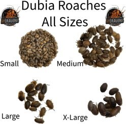 ABDragons Live Dubia Roaches Reptile, Bird, Fish & Small Pet Food, X-Large, 50 count