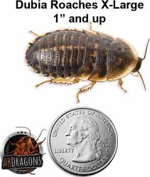 ABDragons Live Dubia Roaches Reptile, Bird, Fish & Small Pet Food, X-Large, 50 count slide 2 of 7