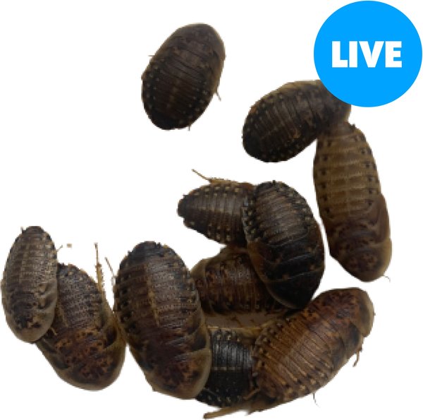 about 1/2" Dubia Roaches to Feed Your Reptile 200 Small 