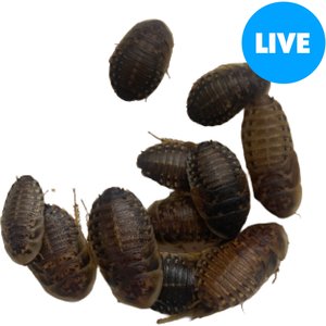 ABDragons Live Dubia Roaches Reptile, Bird, Fish & Small Pet Food, X-Large, 100 count