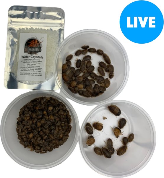 ABDragons Live Dubia Roaches Medium Mixed Group Small Pet & Reptile Food, 350 count & 1-oz gel slide 1 of 7