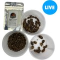 ABDragons Live Dubia Roaches Medium Mixed Group Small Pet & Reptile Food, 350 count & 1-oz gel