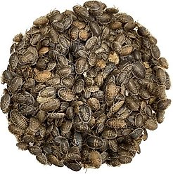 ABDragons Live Dubia Roaches Medium Mixed Group Small Pet & Reptile Food, 350 count & 1-oz gel slide 2 of 7