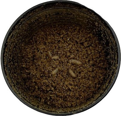 ABDragons Live Phoenix Worms Reptile, Bird, Fish & Small Pet Food, Small, 150 count