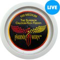 ABDragons Live Phoenix Worms Reptile, Bird, Fish & Small Pet Food, Medium, 200 count