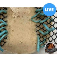 ABDragons Hornworms Small Pet & Reptile Food, 25 count