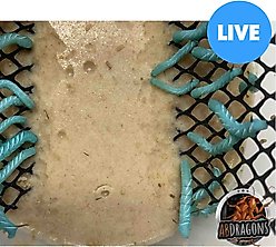 ABDragons Live Hornworms Reptile, Bird, Fish & Small Pet Food, 50 count