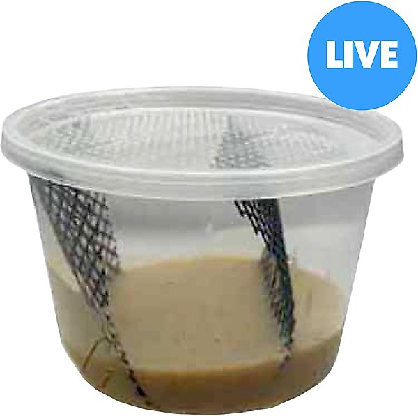 ABDragons Hornworm Food, 1-cup slide 1 of 3