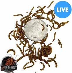 ABDragons Live Mealworms Reptile, Bird, Fish & Small Pet Food, Mini, 50 count