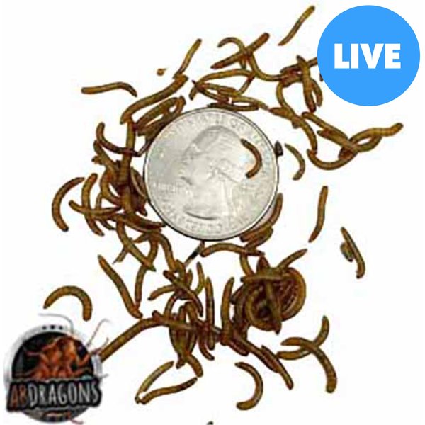 EXOTIC NUTRITION Live Mealworms Reptile Food, Medium, 500 count