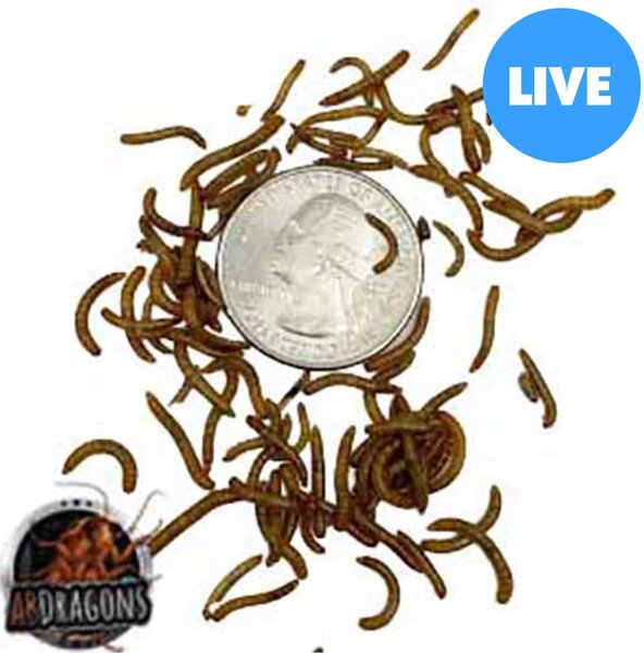 ABDragons Live Mealworms Reptile, Bird, Fish & Small Pet Food, Mini, 300 count slide 1 of 4