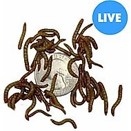 ABDragons Small Mealworms Small Pet & Reptile Food, 50 count