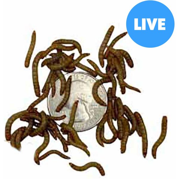 EXOTIC NUTRITION Live Mealworms Reptile Food, Medium, 500 count