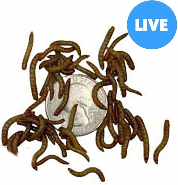 ABDRAGONS Live Mealworms Reptile, Bird, Fish & Small Pet Food, Small
