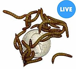 ABDragons Live Mealworms Reptile, Bird, Fish & Small Pet Food, Medium, 50 count