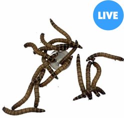 ABDragons Live Superworms Reptile, Bird, Fish & Small Pet Food, Large, 250 count