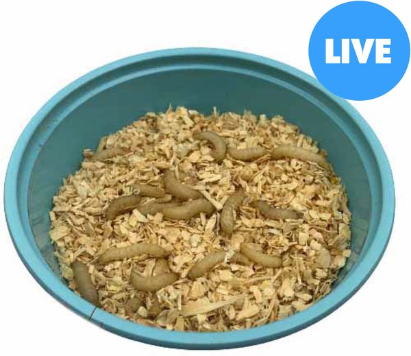 ABDragons Live Waxworms Reptile, Bird, Fish & Small Pet Food, 250 count slide 1 of 4