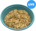 ABDragons Live Waxworms Reptile, Bird, Fish & Small Pet Food, 250 count