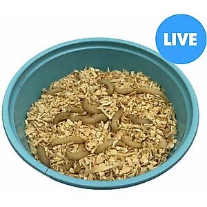 ABDragons Live Waxworms Reptile, Bird, Fish & Small Pet Food, 500 count