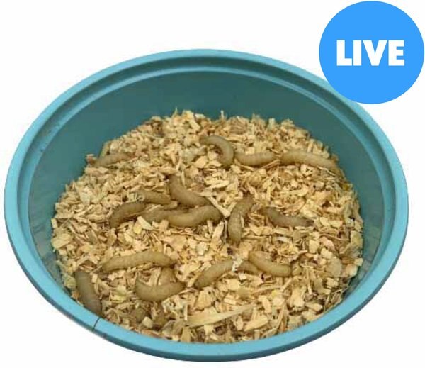 ABDragons Live Waxworms Reptile, Bird, Fish & Small Pet Food