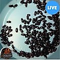 ABDragons Live Black Cleaner Beetles Small Pet & Reptile Food, 1000 count