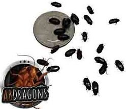 ABDragons Live Black Cleaner Beetles Small Pet & Reptile Food, 1000 count slide 2 of 5