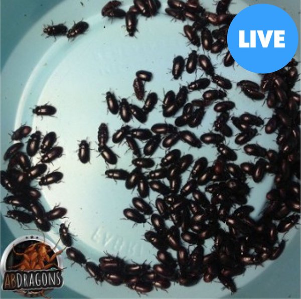 ABDRAGONS Live Black Cleaner Beetles Small Pet Reptile Food