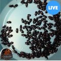 ABDragons Live Black Cleaner Beetles Small Pet & Reptile Food, 2000 count