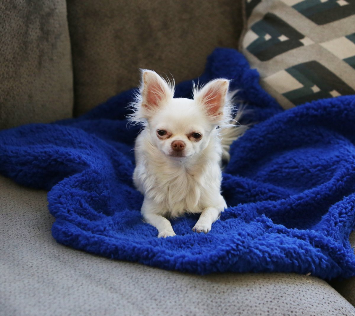 ALPHA PAW Cozy Calming Dog Blanket Blue Medium Chewy