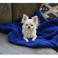 Alpha Paw Cozy Calming Dog Blanket, Blue, Medium