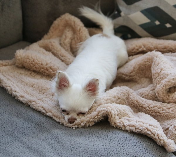Alpha Paw Cozy Calming Dog Blanket, Beige, Medium slide 1 of 2