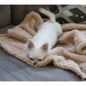 Alpha Paw Cozy Calming Dog Blanket, Beige, Medium