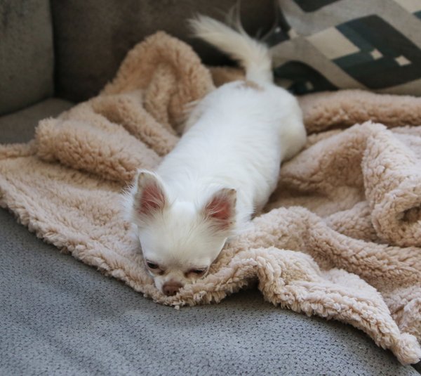 Alpha Paw Cozy Calming Dog Blanket, Beige, Large slide 1 of 2