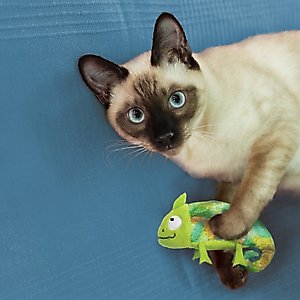 KONG Refillables Chameleon Cat Toy, Green