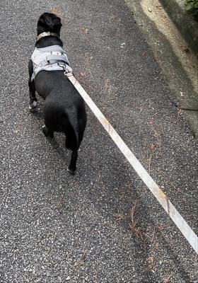 Show full view: Doggy Tales Realtree Classic Dog Leash, 6-ft long, Snow slide 3 of 3