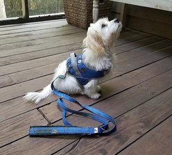 Doggy Tales Realtree Classic Dog Leash, 6-ft long, Surf Blue slide 2 of 7