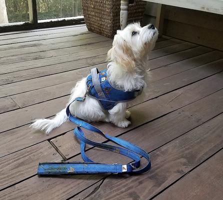 Show full view: Doggy Tales Realtree Classic Dog Leash, 6-ft long, Surf Blue slide 2 of 7