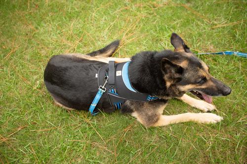 Show full view: Doggy Tales Realtree Classic Dog Leash, 6-ft long, Surf Blue slide 3 of 7