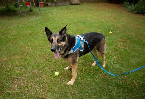 Show full view: Doggy Tales Realtree Classic Dog Leash, 6-ft long, Surf Blue slide 7 of 7