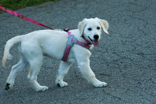 Show full view: Doggy Tales Realtree Classic Dog Leash, 6-ft long, Paradise Pink slide 2 of 7