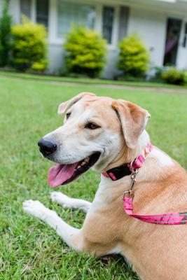 Show full view: Doggy Tales Realtree Classic Dog Leash, 6-ft long, Paradise Pink slide 6 of 7