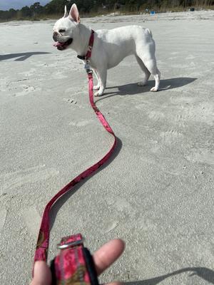 Show full view: Doggy Tales Realtree Classic Dog Leash, 6-ft long, Paradise Pink slide 7 of 7