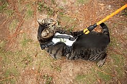 Doggy Tales Realtree 2X Sport Dog Harness, Snow, Medium slide 2 of 6