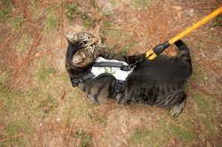 Doggy Tales Realtree 2X Sport Dog Harness, Snow, Large slide 2 of 6