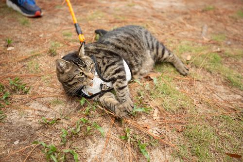 Show full view: Doggy Tales Realtree 2X Sport Dog Harness, Snow, Large slide 3 of 6